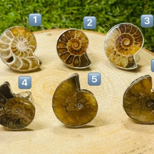 Bague en Ammonite, Taille 60-66 (réglable)